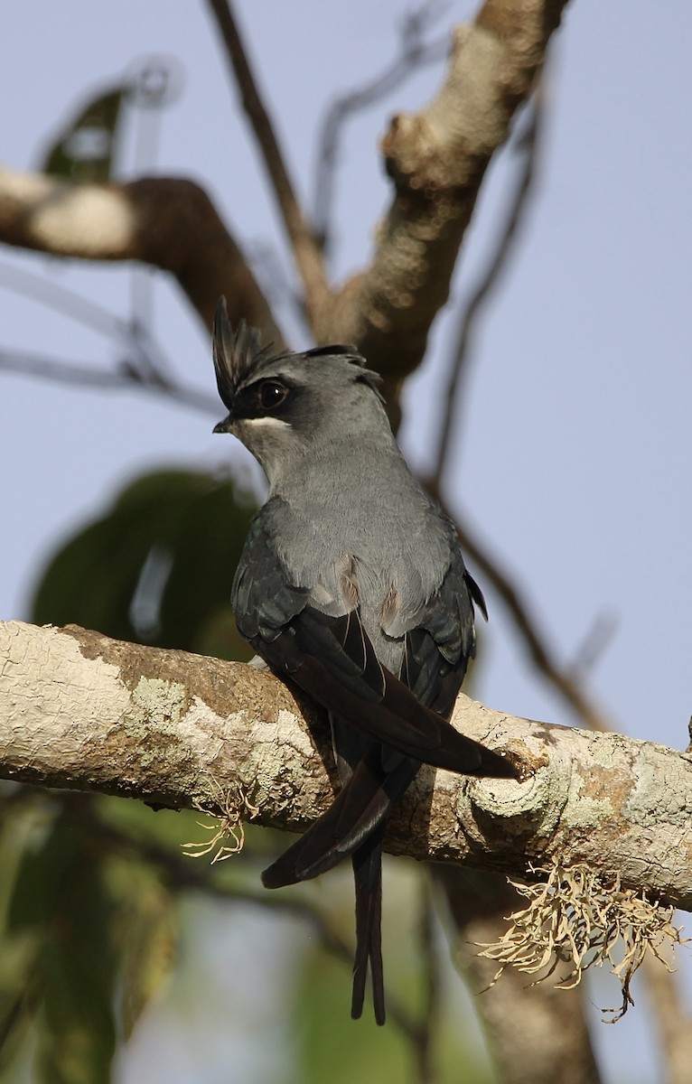 Crested Treeswift - Gehan Gunatilleke