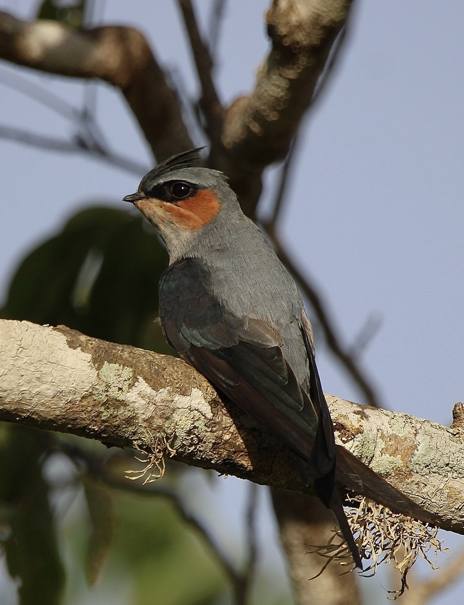 Crested Treeswift - ML620697795