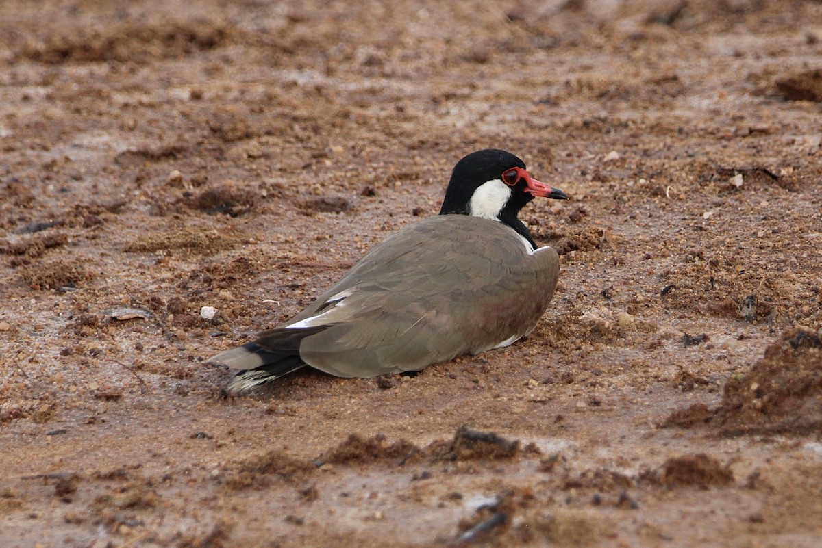 Red-wattled Lapwing - Gehan Gunatilleke