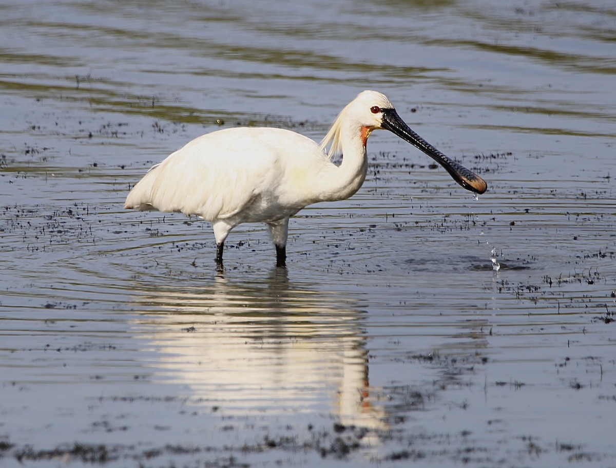 Eurasian Spoonbill - ML620697828