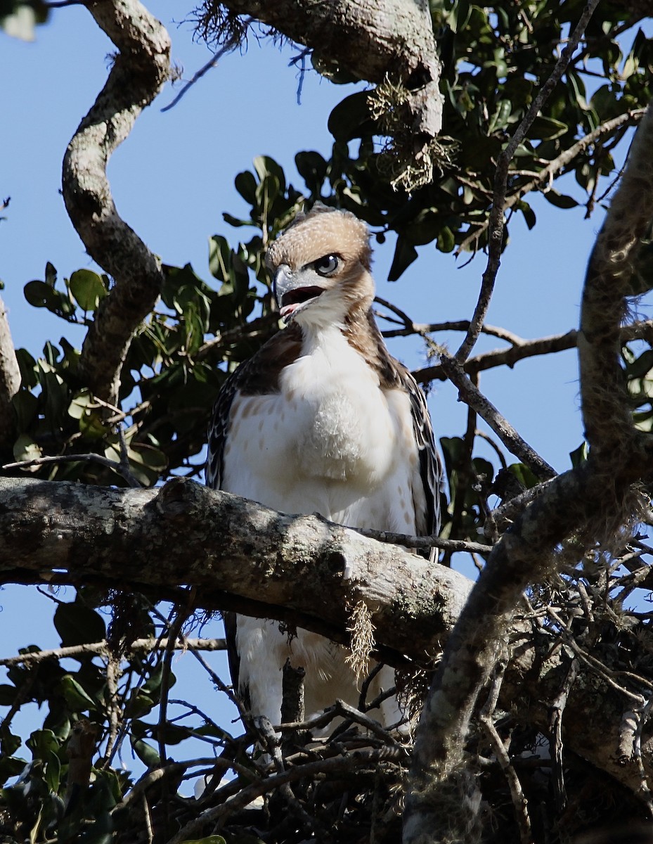 Águila Variable - ML620697829