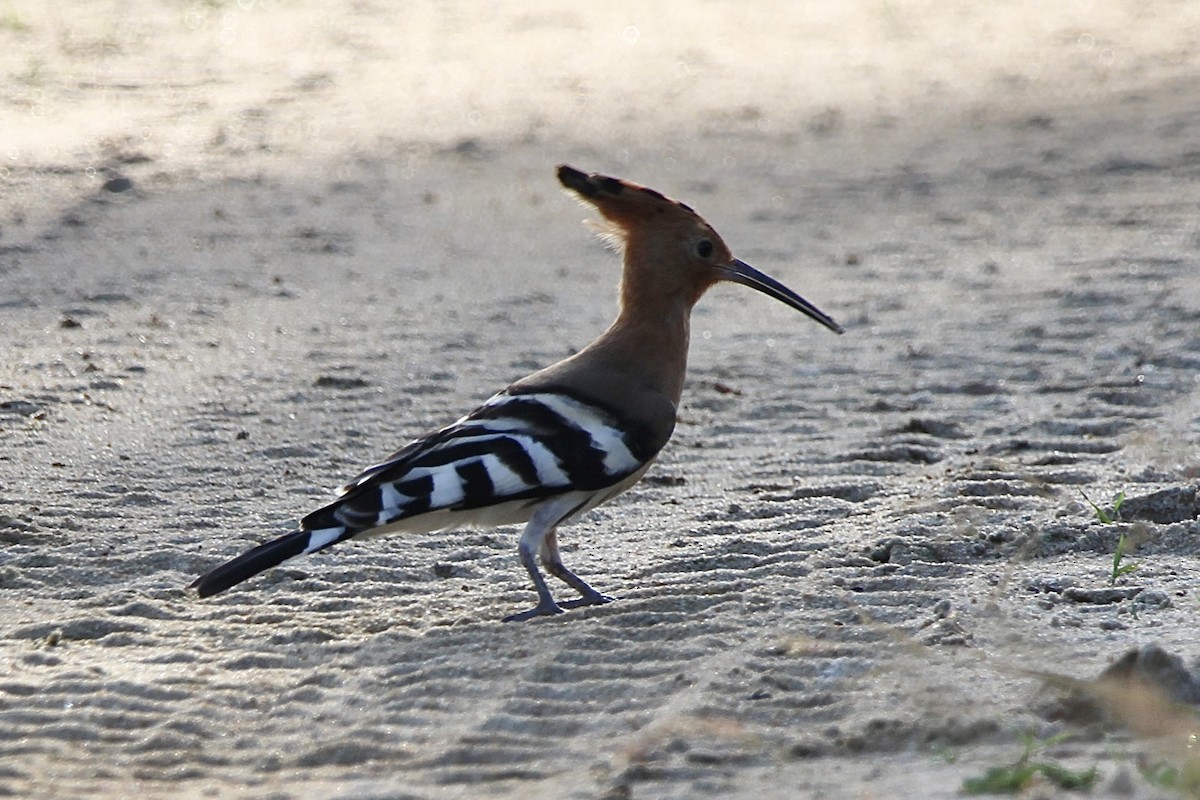 Eurasian Hoopoe - ML620697832