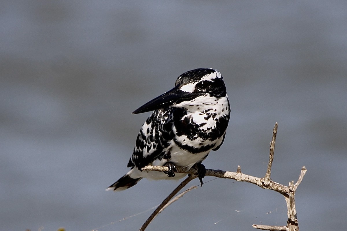 Pied Kingfisher - ML620697833