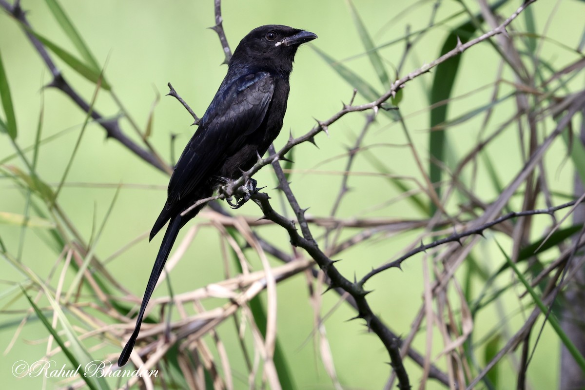 Black Drongo - ML620697836