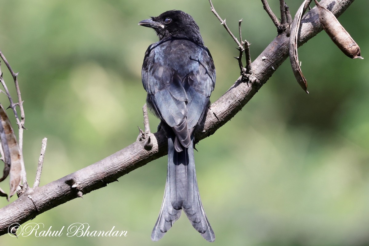 Black Drongo - Rahul Bhandari