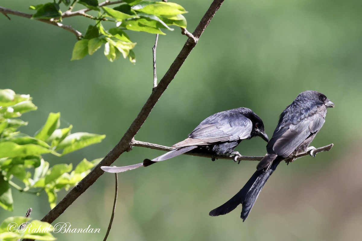 Black Drongo - ML620697841