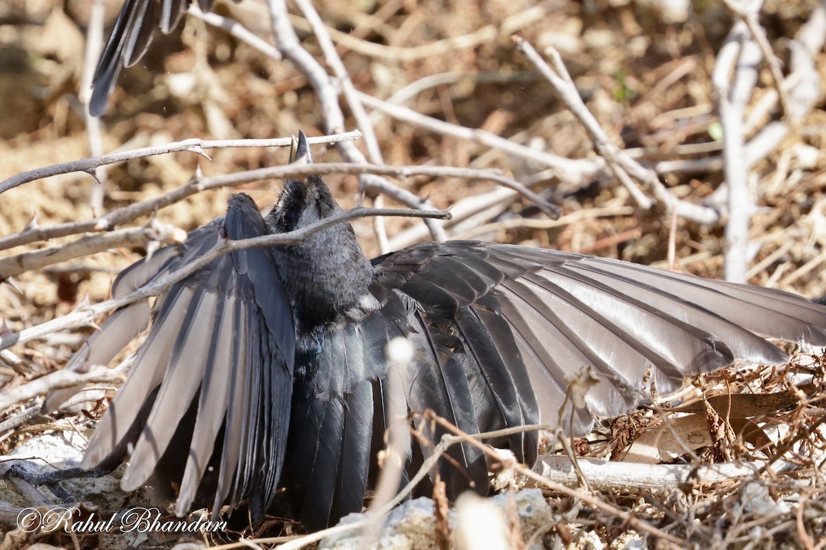 Drongo royal - ML620697842