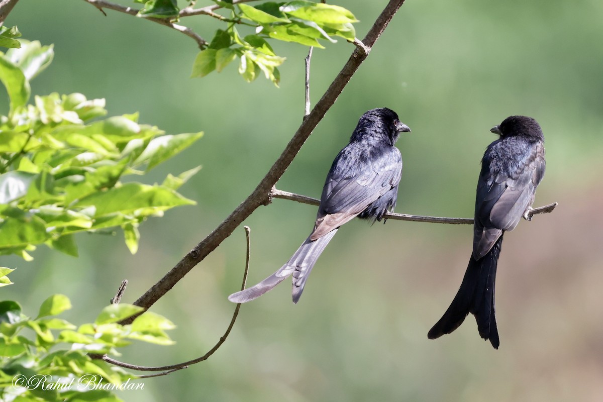 Black Drongo - ML620697844