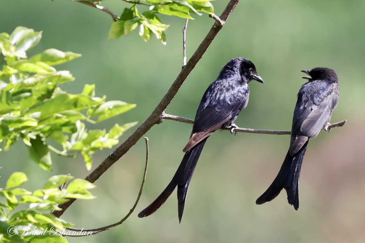 Black Drongo - Rahul Bhandari