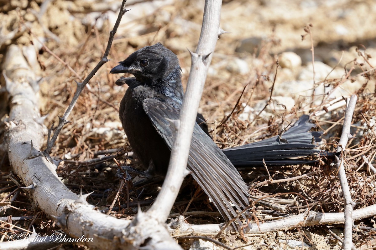 Drongo royal - ML620697849