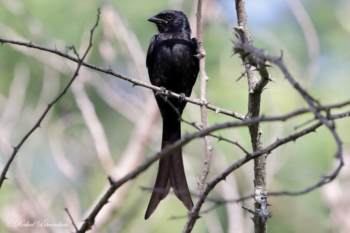 Black Drongo - Rahul Bhandari