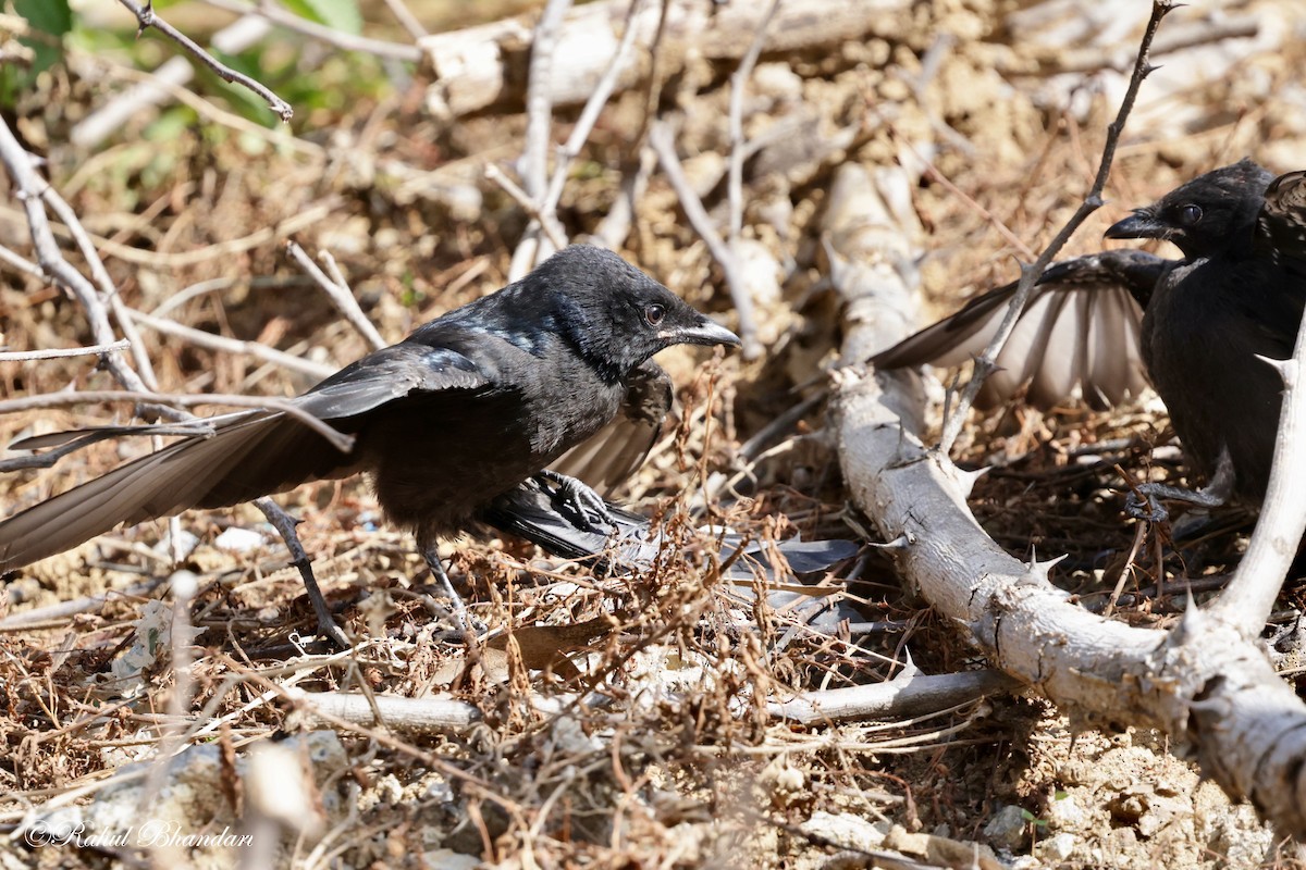 Black Drongo - Rahul Bhandari