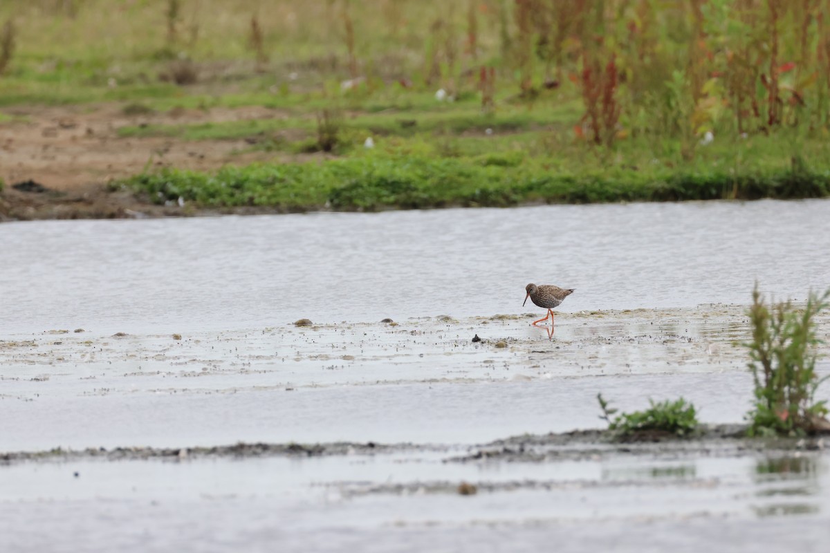 Common Redshank - ML620697857