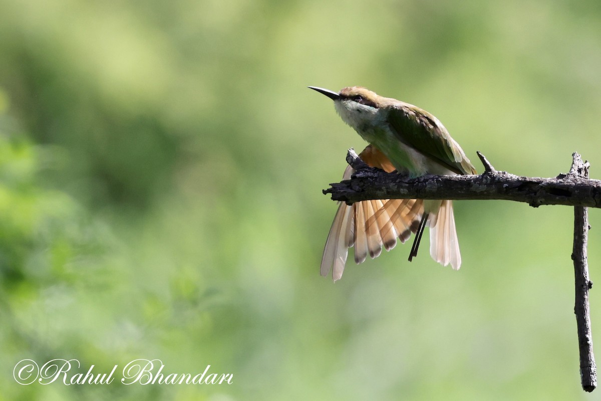 Asian Green Bee-eater - ML620697858