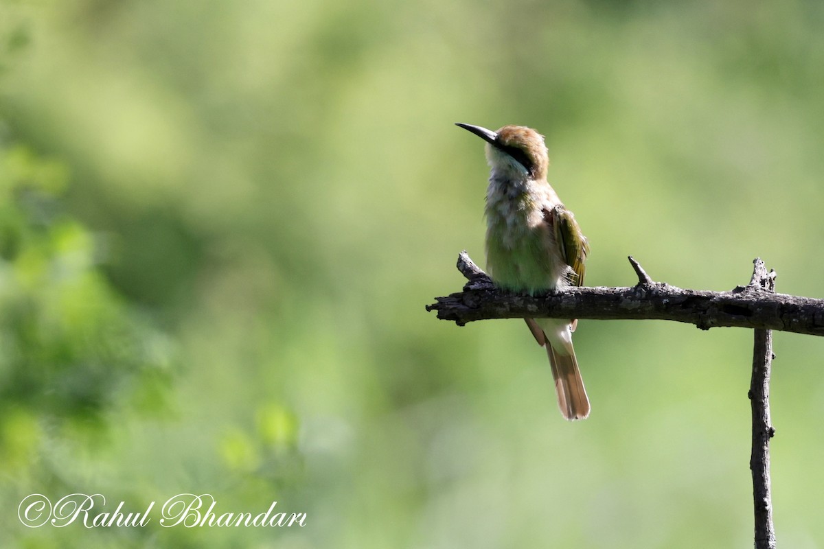 Asian Green Bee-eater - ML620697859