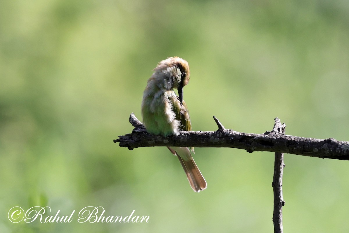 Asian Green Bee-eater - ML620697860