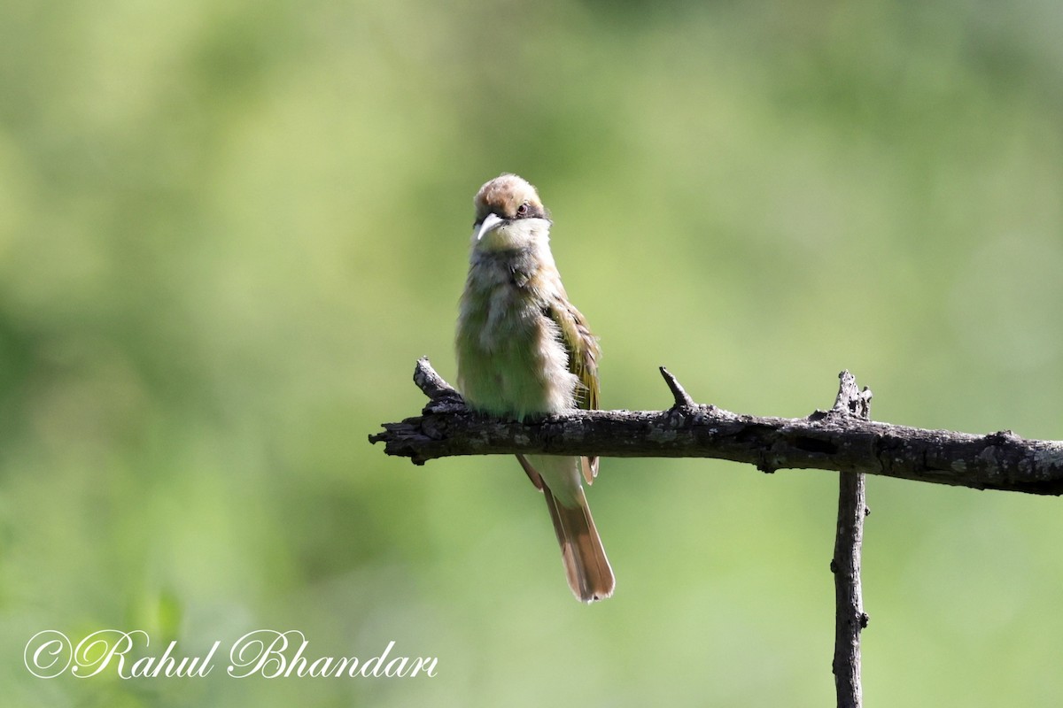 Asian Green Bee-eater - ML620697865