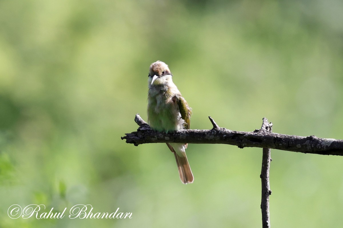 Asian Green Bee-eater - ML620697866