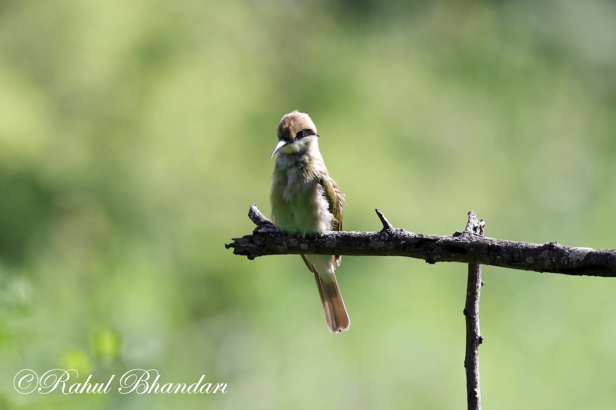 Asian Green Bee-eater - ML620697867