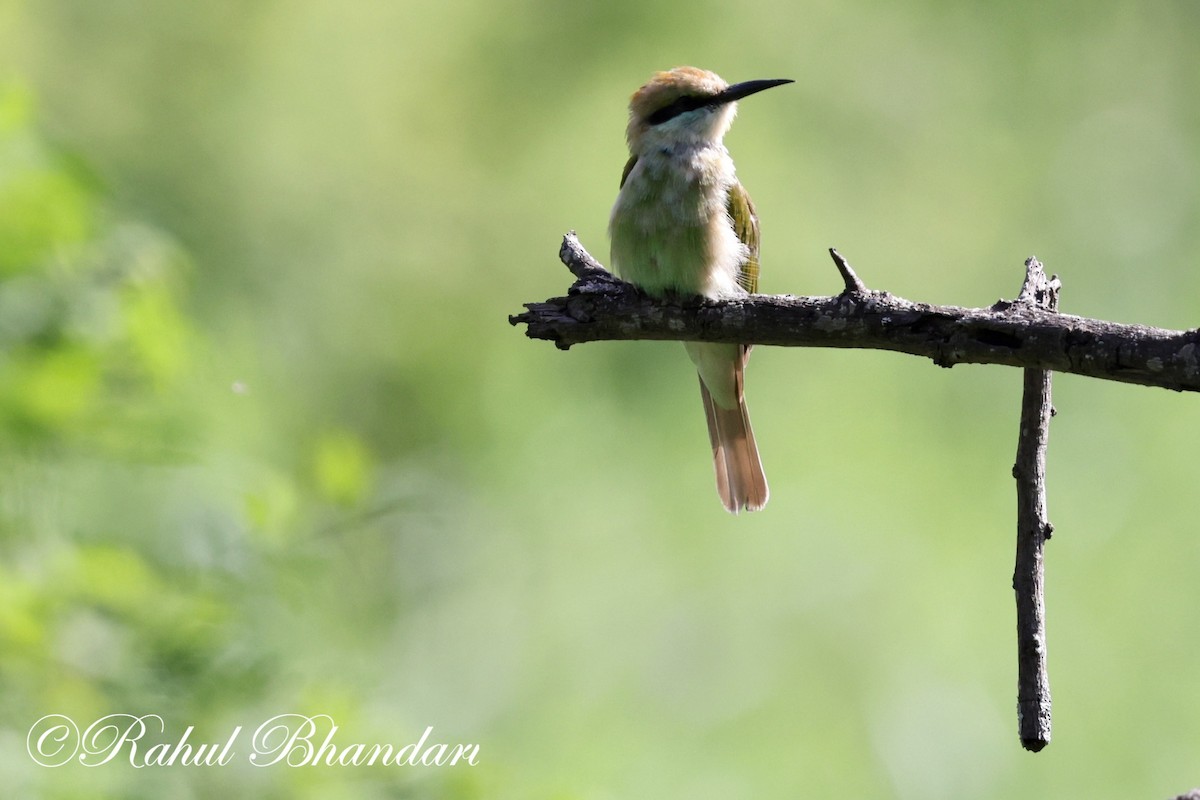 Asian Green Bee-eater - ML620697868