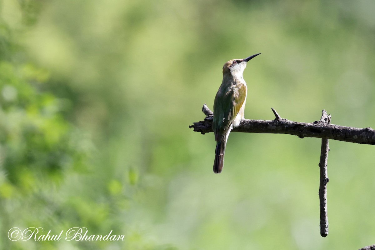 Asian Green Bee-eater - ML620697869