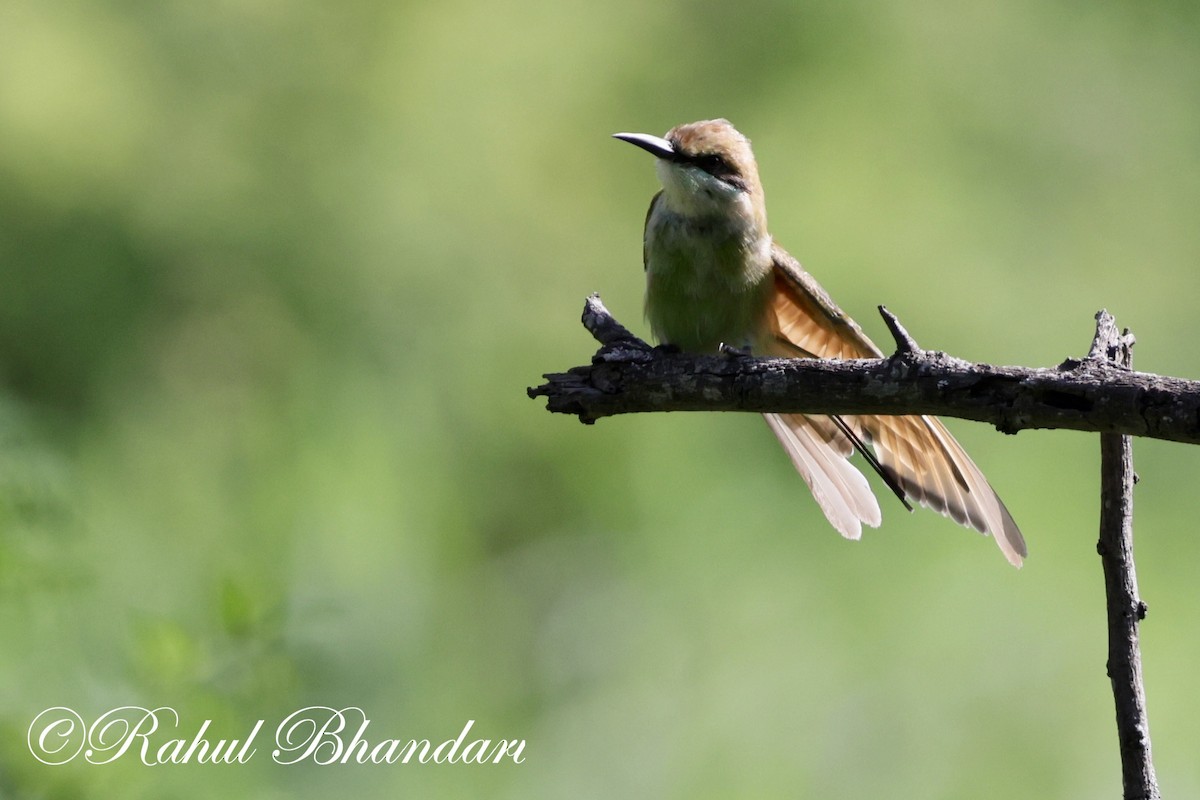 Asian Green Bee-eater - ML620697870