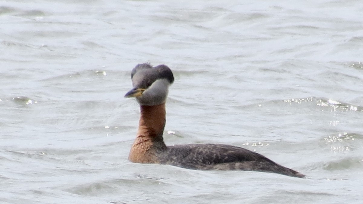 Red-necked Grebe - ML620697874