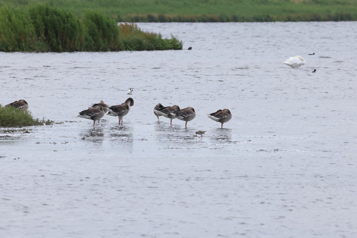 Graylag Goose - ML620697875