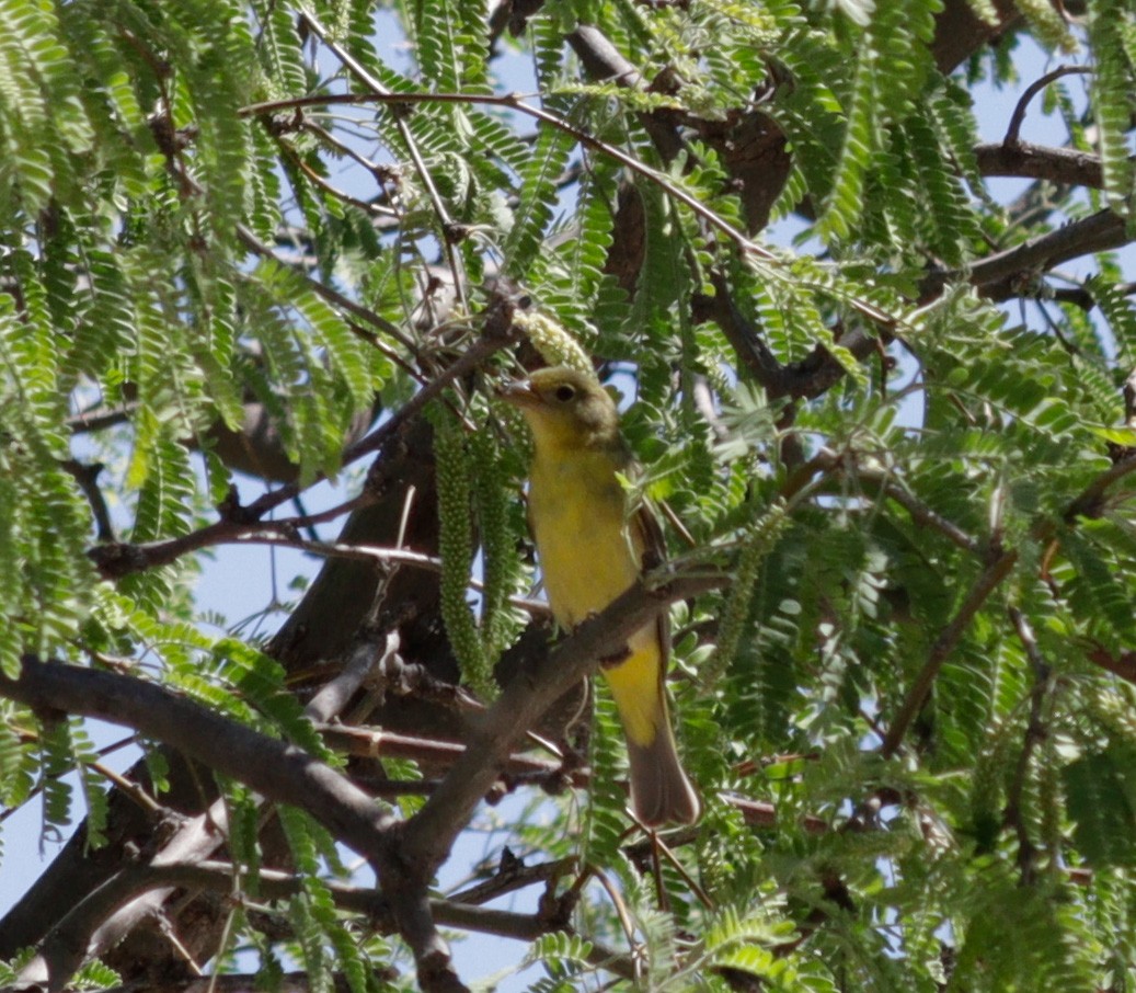 Western Tanager - ML620697878