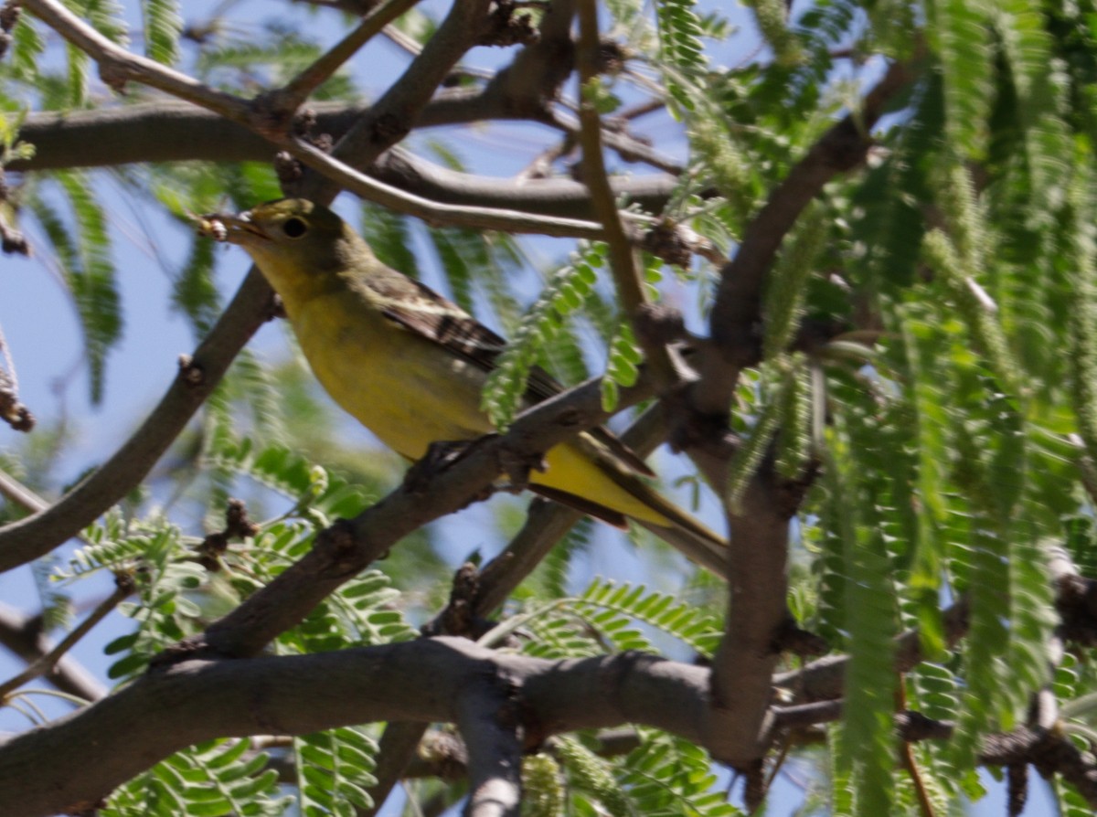 Western Tanager - ML620697916