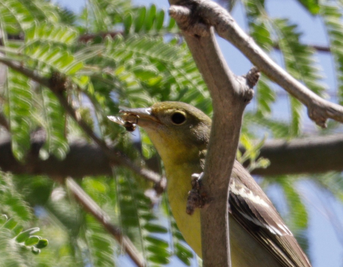 Western Tanager - ML620697922