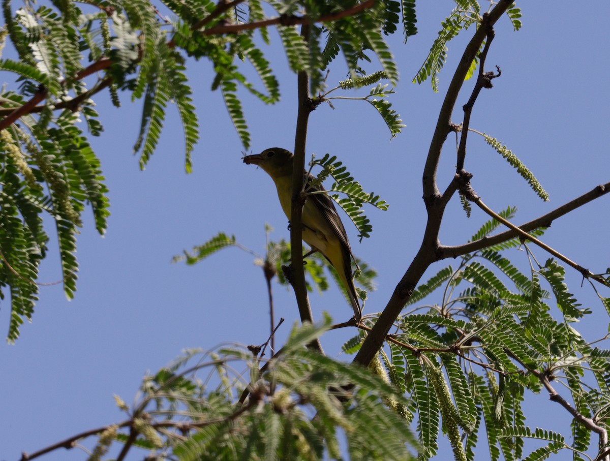 Western Tanager - ML620697923