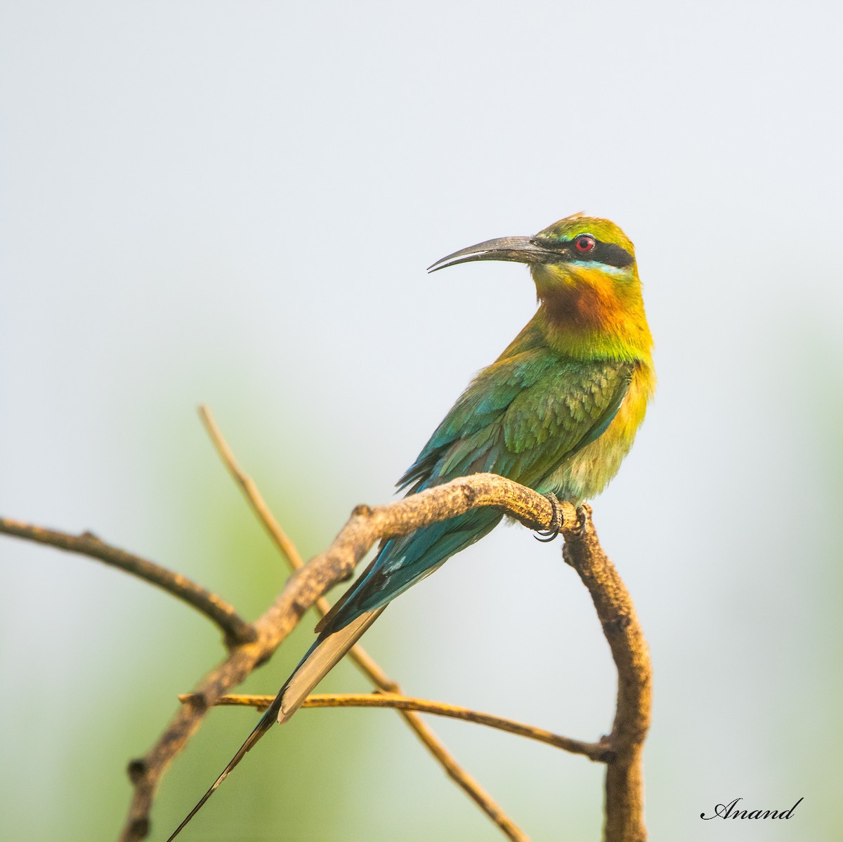 Blue-tailed Bee-eater - ML620697925