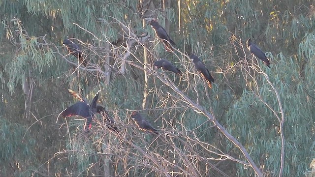 Red-tailed Black-Cockatoo - ML620697933