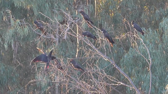 Cacatúa Colirroja - ML620697933