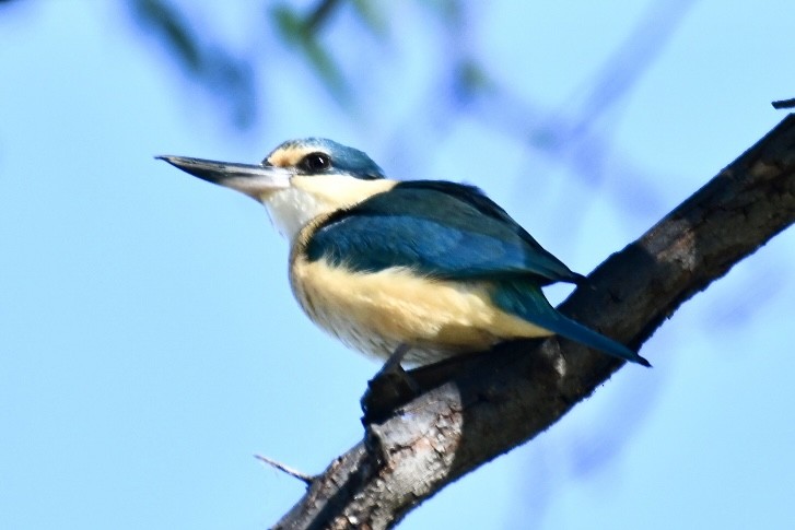 Sacred Kingfisher (Australasian) - ML620697938