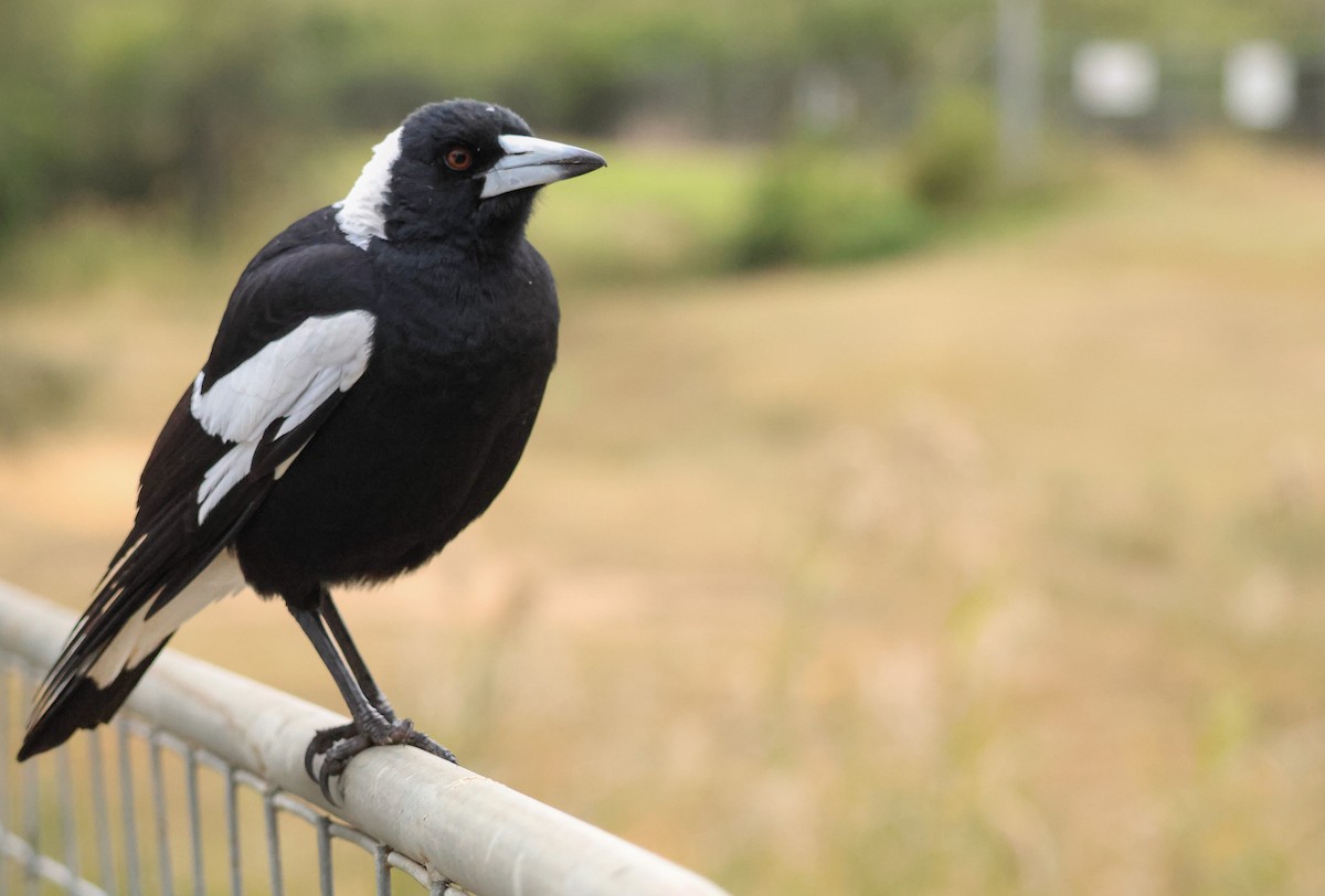 Australian Magpie (Black-backed) - ML620697952