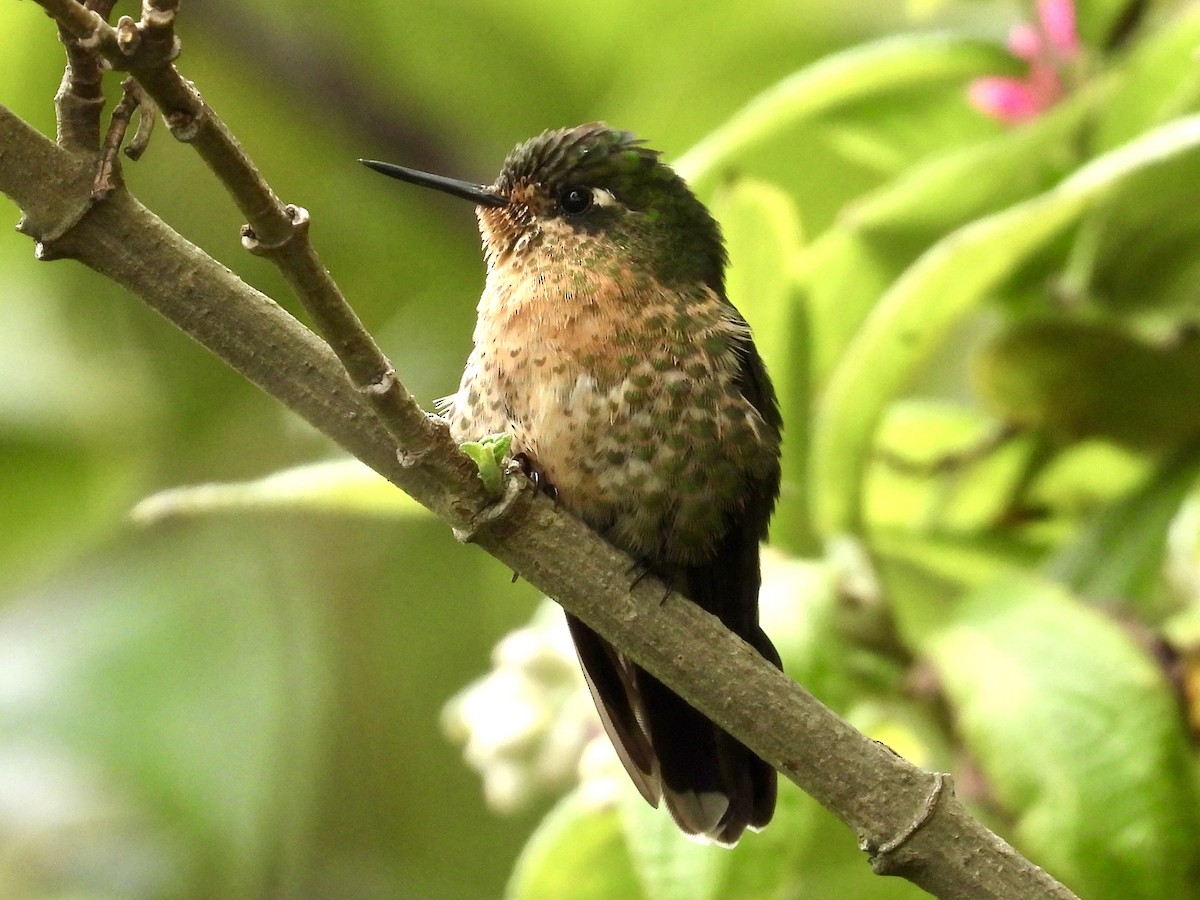kolibřík dřišťálový - ML620697959