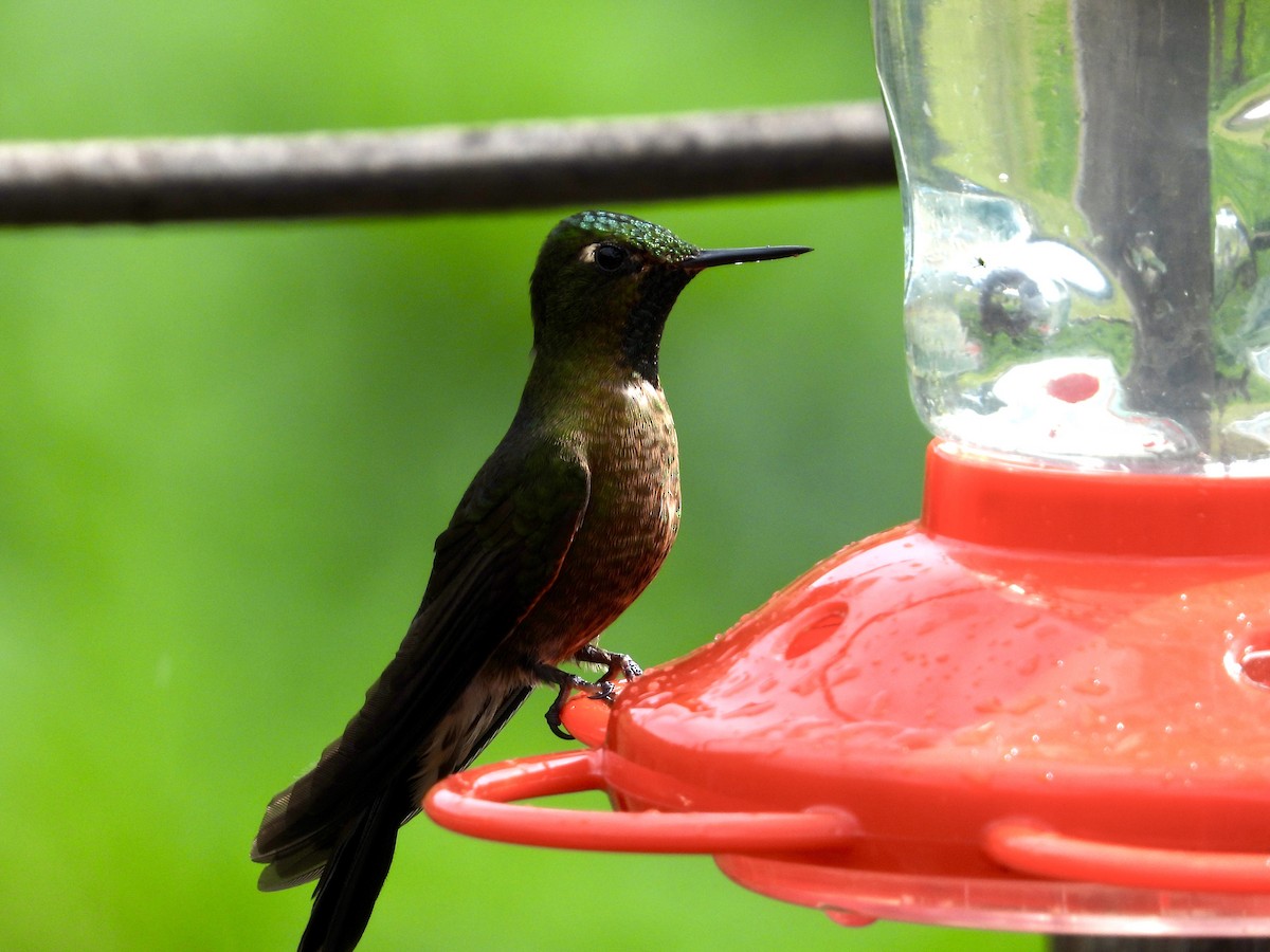 kolibřík dřišťálový - ML620697960