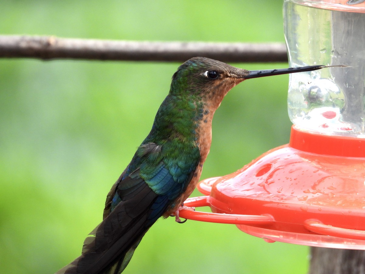 kolibřík modrokřídlý - ML620697965