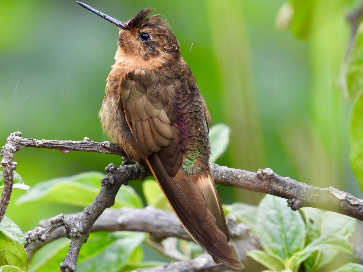 kolibřík duhovohřbetý - ML620697967