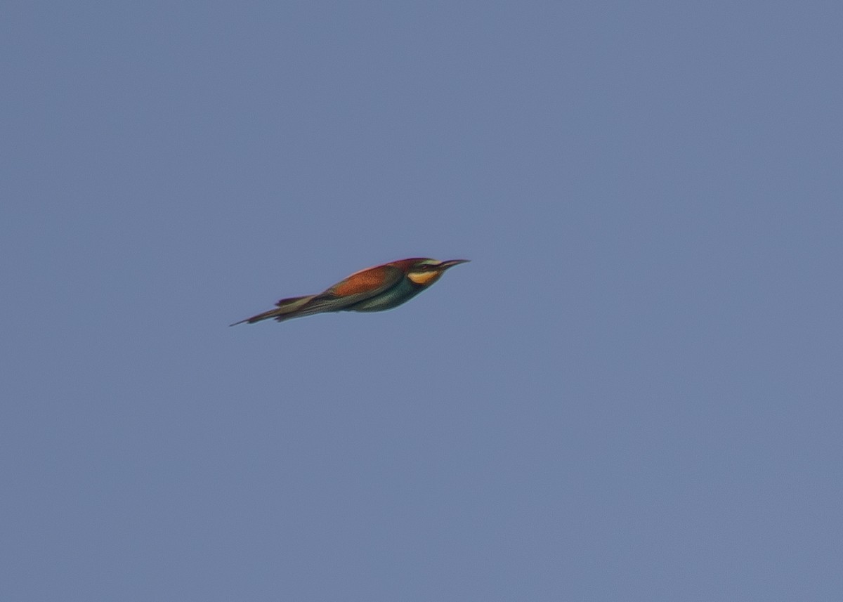 European Bee-eater - ML620697971
