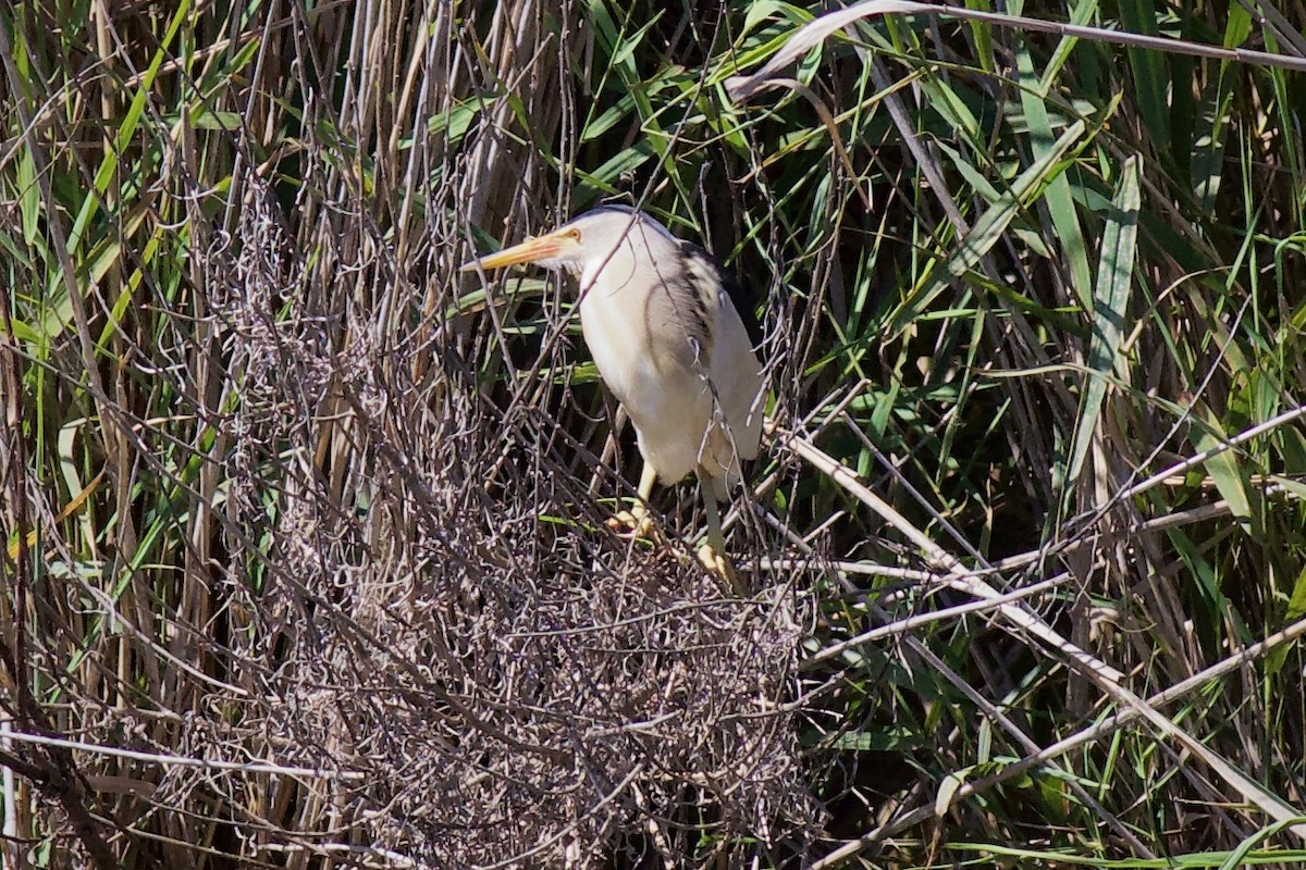 Little Bittern - Philippe Cambien