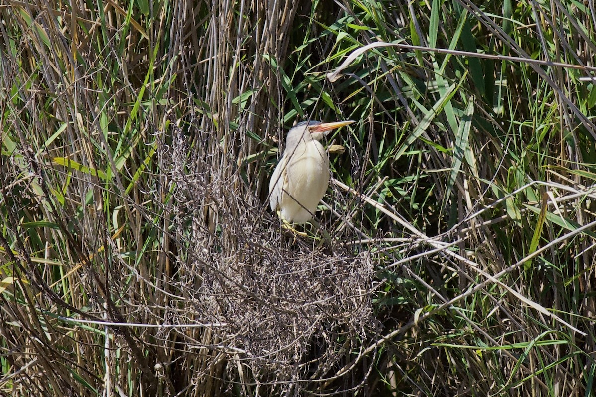 Little Bittern - ML620697973