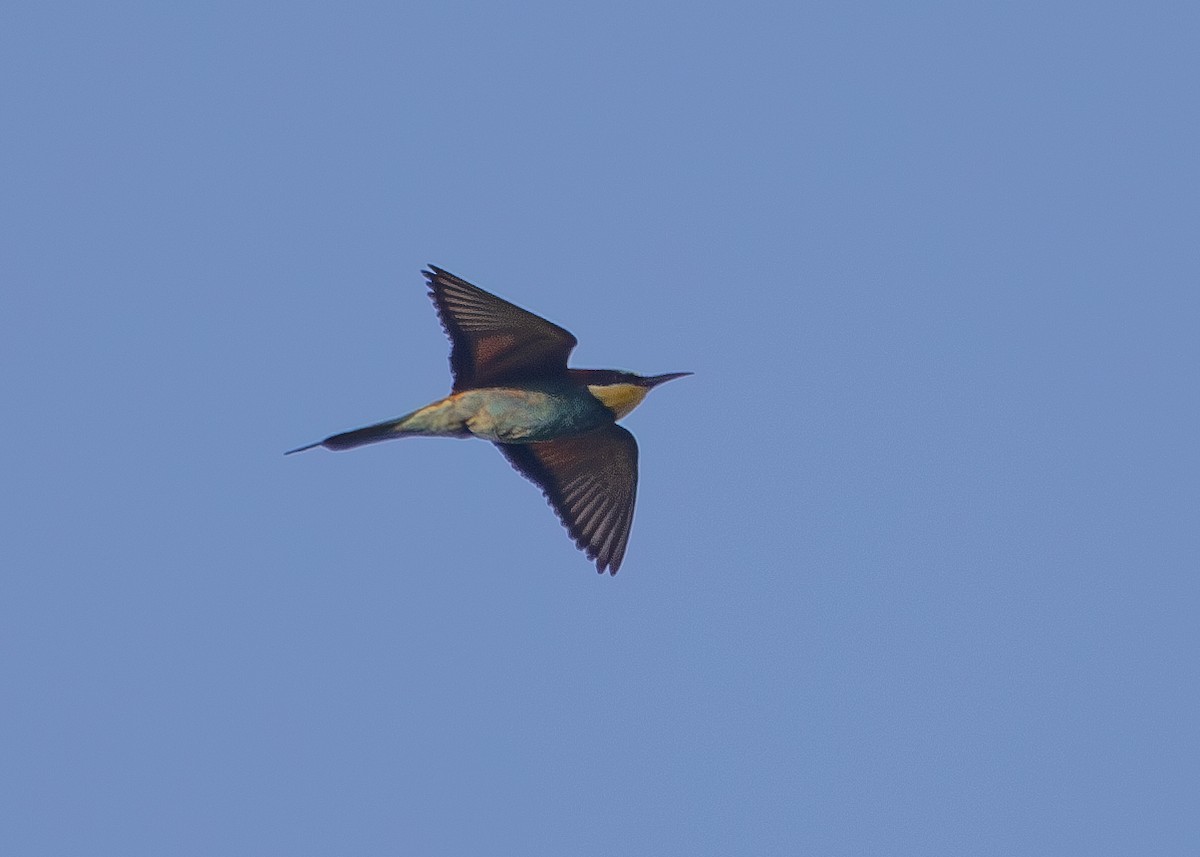 European Bee-eater - ML620697977