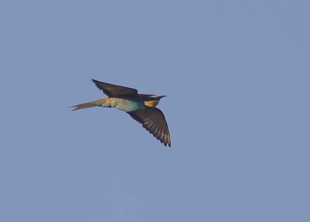 European Bee-eater - ML620697978