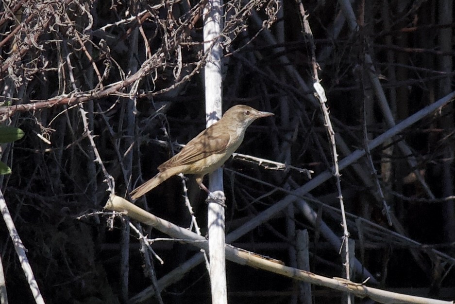 Great Reed Warbler - ML620697979