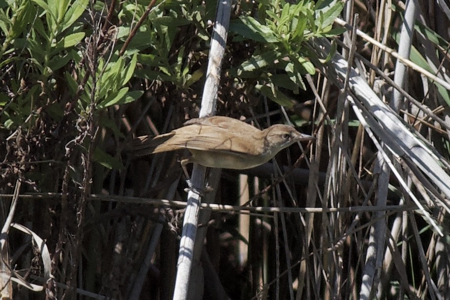 Great Reed Warbler - ML620697980