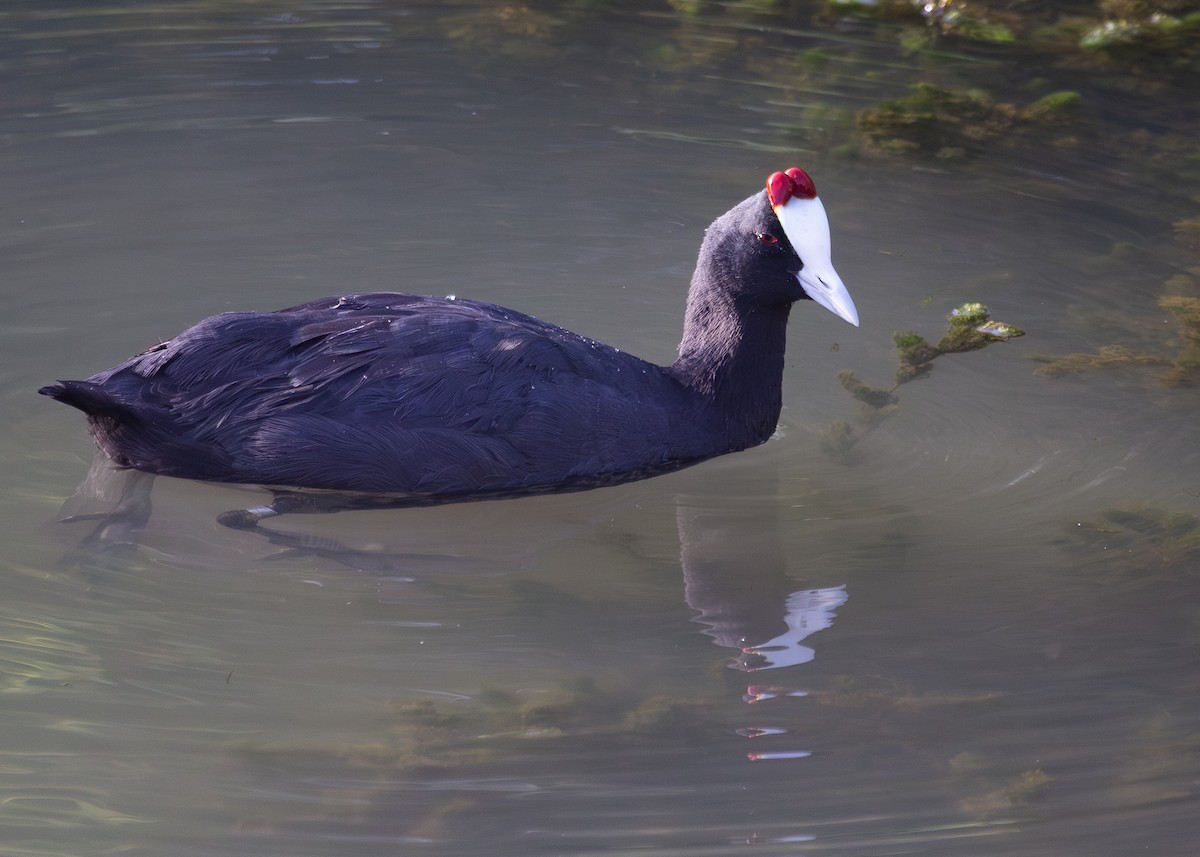Red-knobbed Coot - ML620697986