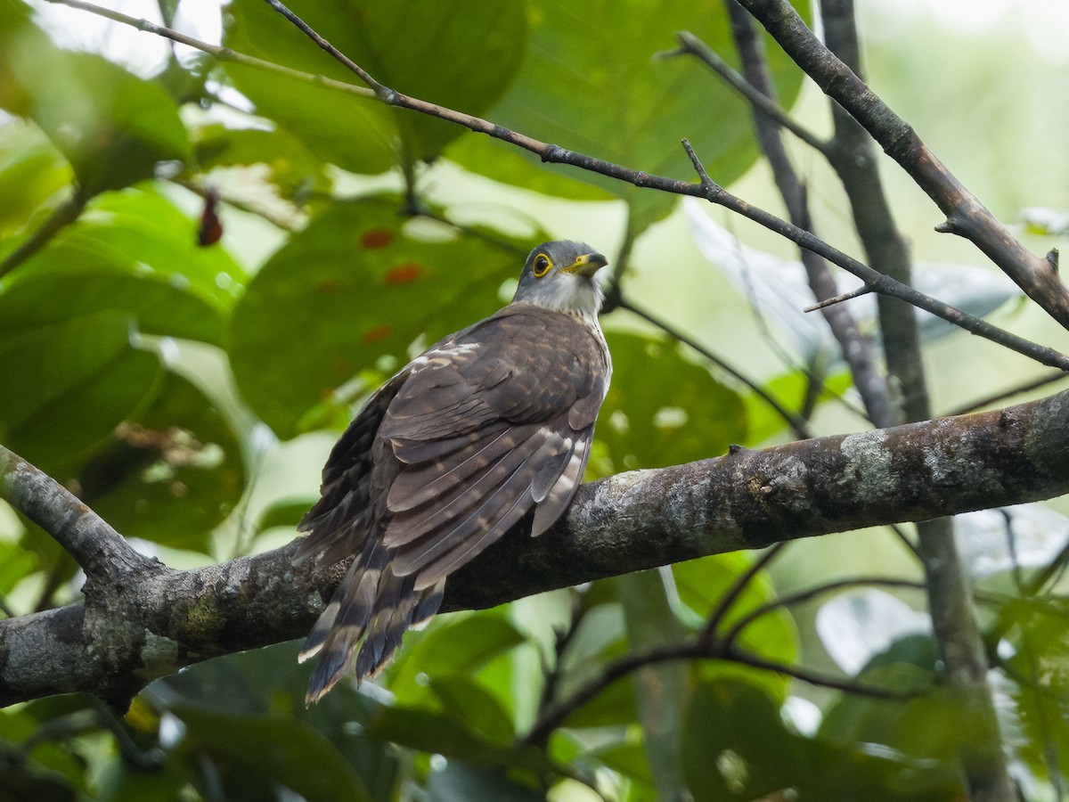 Malaysian Hawk-Cuckoo - ML620697993